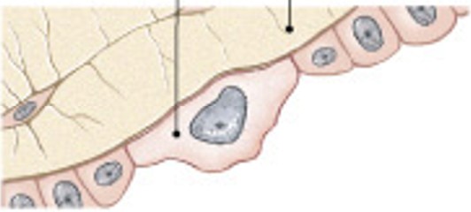 <p>Which type of bone cell is:</p><ul><li><p>Mesenchymal stem cells that divide to produce osteoblasts</p></li><li><p>Stem cells → osteoblasts</p></li></ul><p></p>