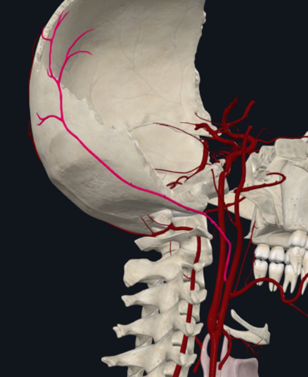 <p>The Occipital artery (posterior) of the external carotid artery supplys what?</p>