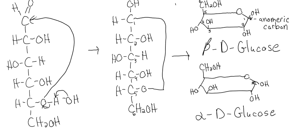 <p>aldehyde + alcohol → pyranose ring </p>