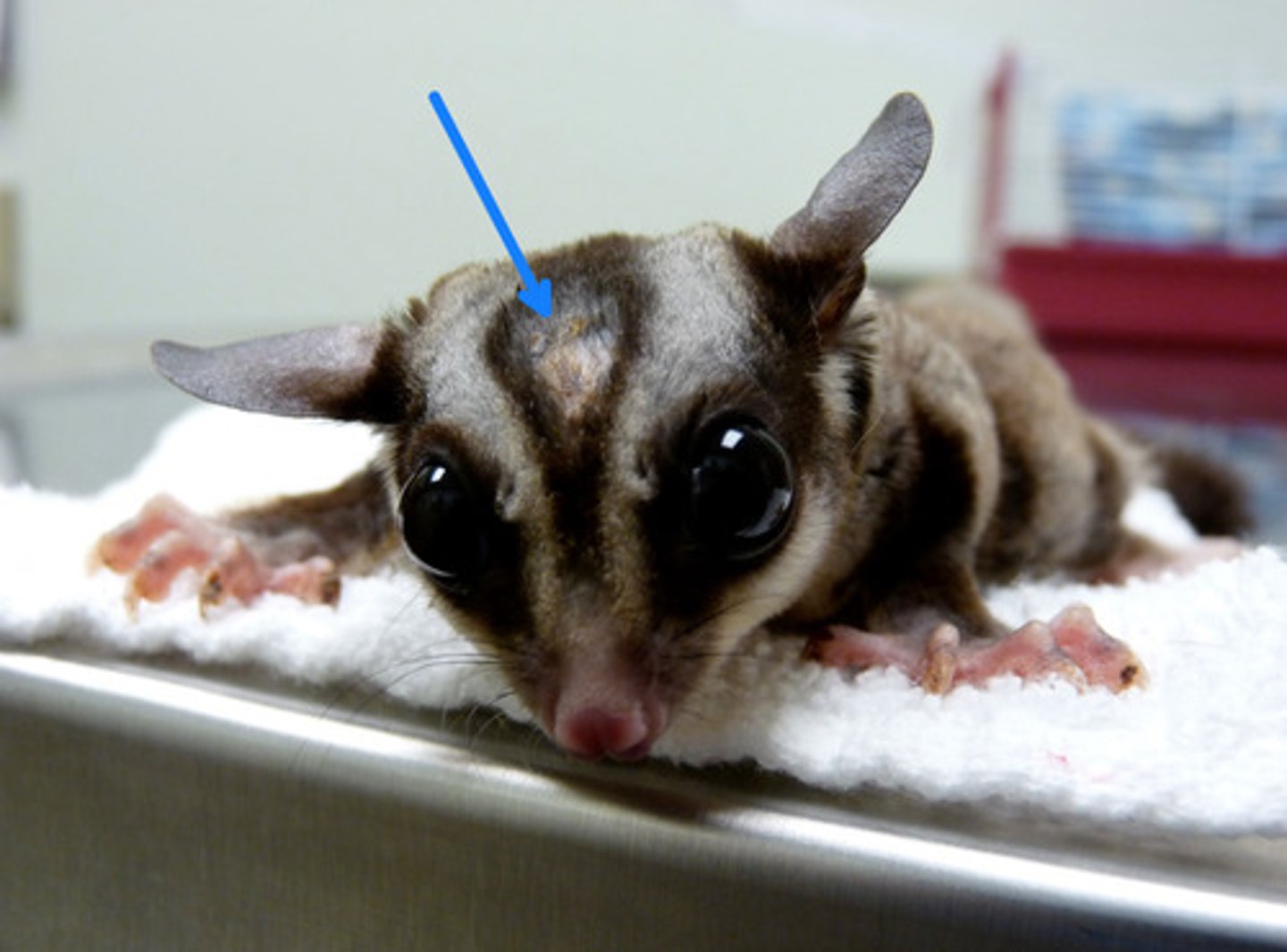 <p>What is going on here with this sugar glider?</p>