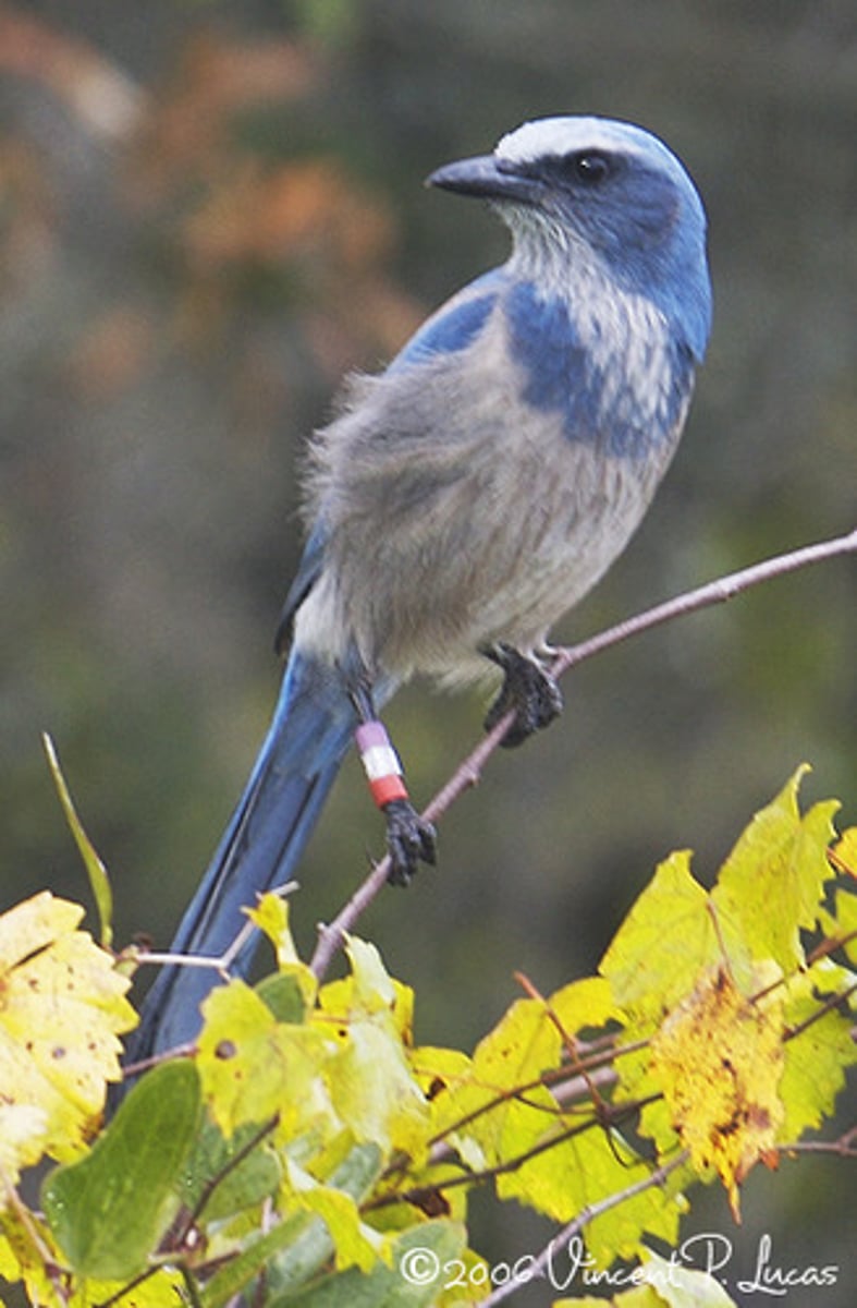 <p>florida scrub jay</p>