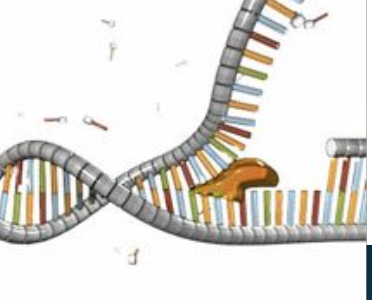 <p>unzips DNA by breaking hydrogen bonds between nitrogen bases to separate strands</p>