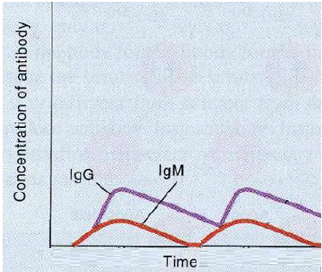 A patient is infected with *Pasteurella multocida* from a dog bite. Two weeks later, the same patient is bitten and infected with *P. multocida* again. The antibody titers were determined after the two bites, and found to be as shown. What best explains this result? 

\
A. This patient cannot develop memory B cells. 

B. This patient has no TH cells. 

C. The bacteria have not been engulfed by phagocytes. 

D. TC cells have failed to completely clear the first infection. 

E. This is the typical result. No special explanation is needed. 