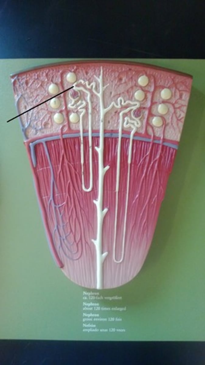 <p>tubular secretion happens here: wastes not initially filtered out in Bowman's capsule are filtered out here</p>