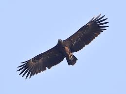 <p>Greater Spotted Eagle</p>