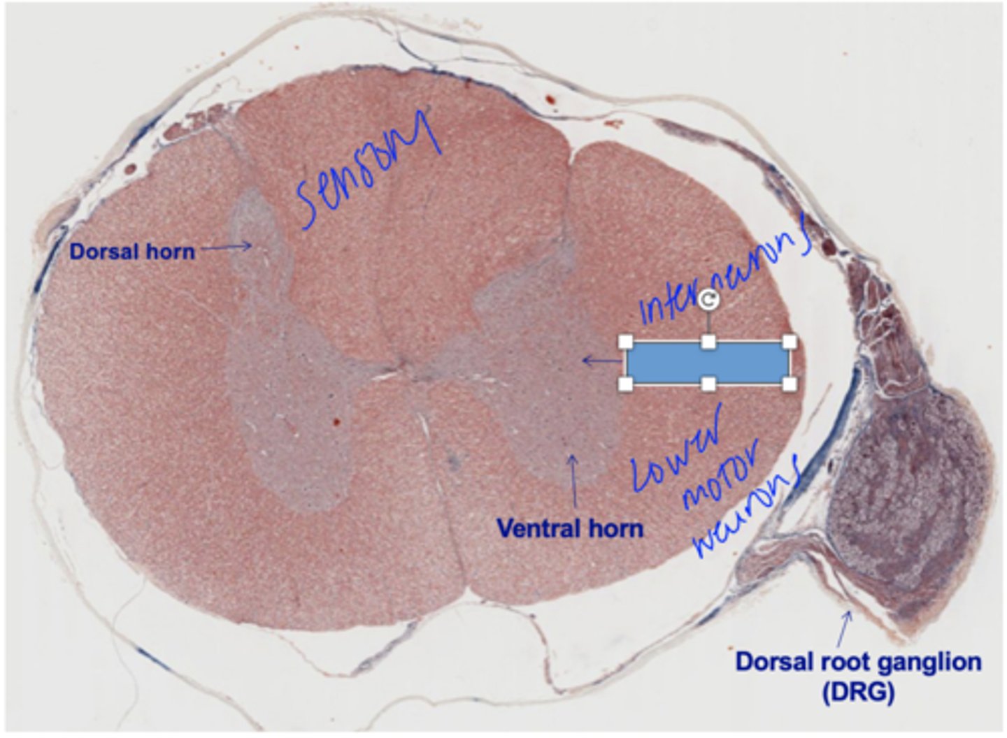 <p>Identify the structure</p>