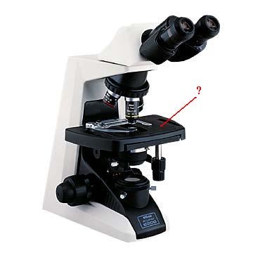 <p>Identify the indicated part of the microscope.</p>