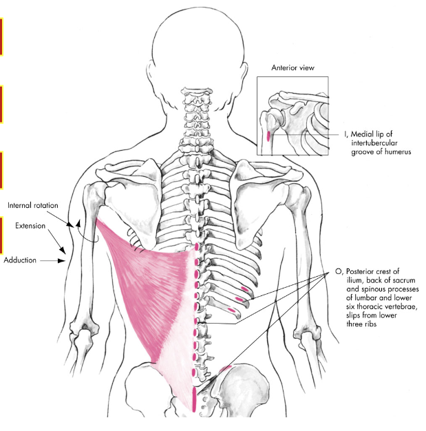 latissimus dorsi 

action: 


2. \
