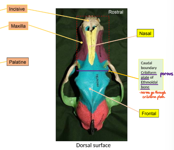<ul><li><p>frontal</p></li><li><p>nasal</p></li></ul><p></p>
