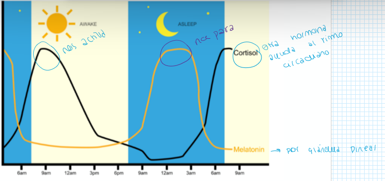 <ul><li><p>Cortisol: durante la mañana</p></li><li><p>Melatonina: durante la noche</p></li></ul><p></p>