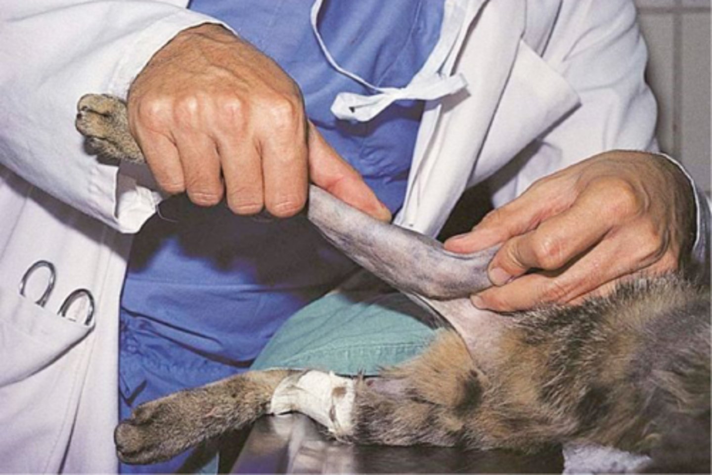 <p>briefly explain how to perform the valgus stress test to assess the medial collateral lig/MCL</p>