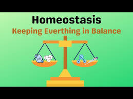 <p>An internal balance.</p>