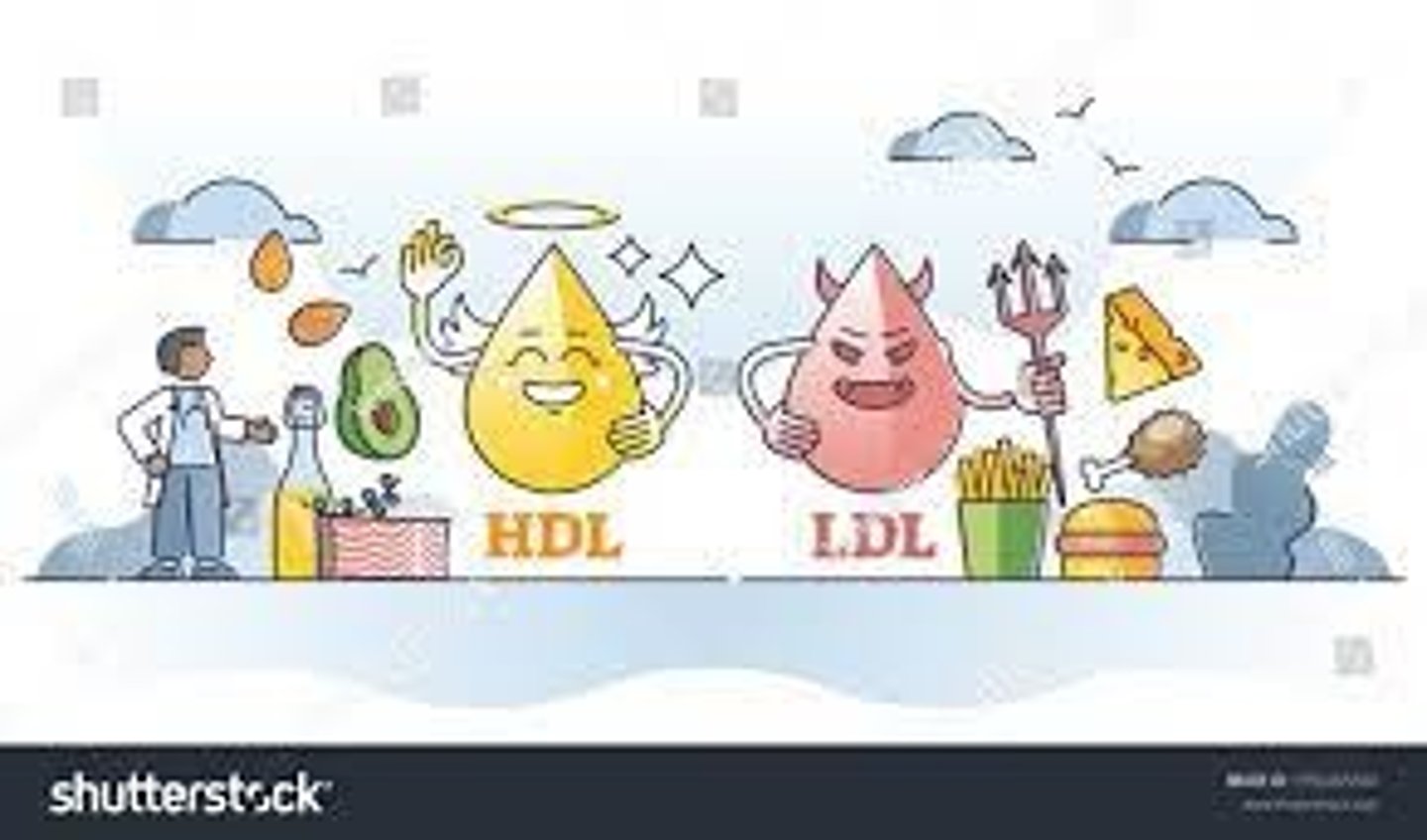 <p>Good cholesterol (High-density lipoprotein) "H" must keep high and happy</p><p>50 for females, 40 for males</p>