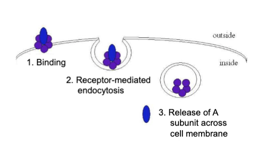 <p>common structure of bacterial exotoxins- consist of two subunits - A is the active component causing harm, while B binds to target host cell receptors for entry.</p>