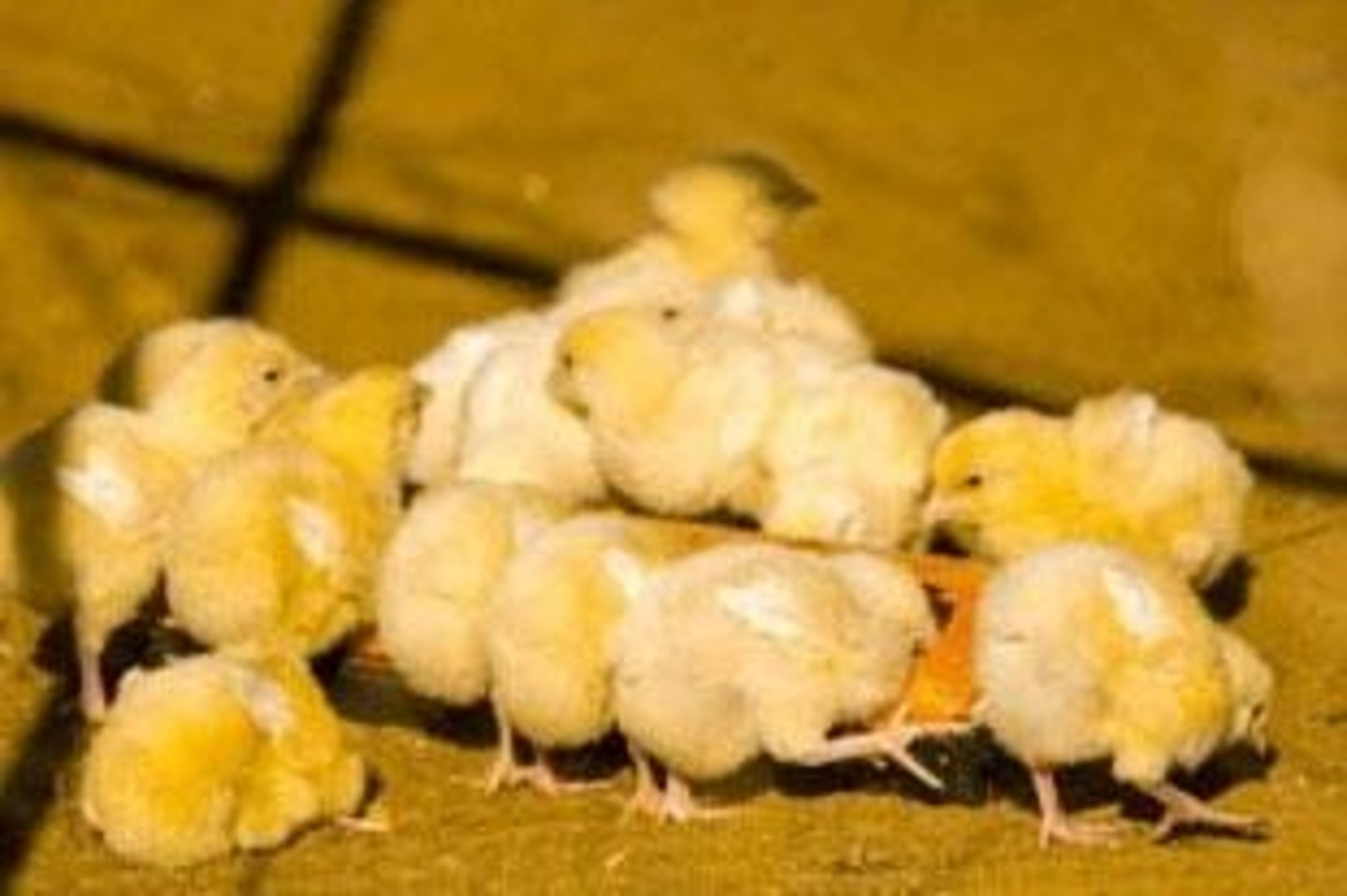 <p>Chicks are more likely to peck if another chick is pecking.</p>
