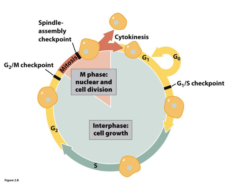 <p>cell cycle</p>