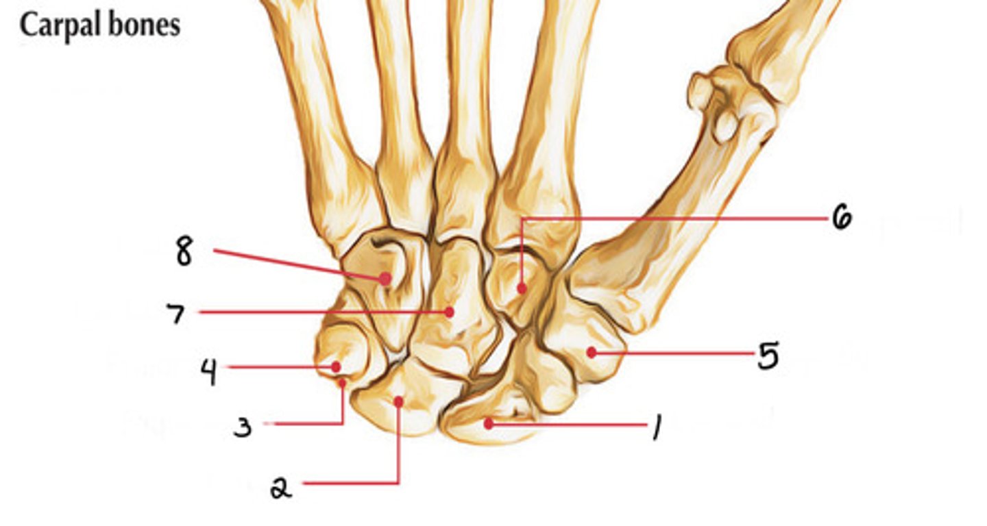 <p>Identify 4</p>