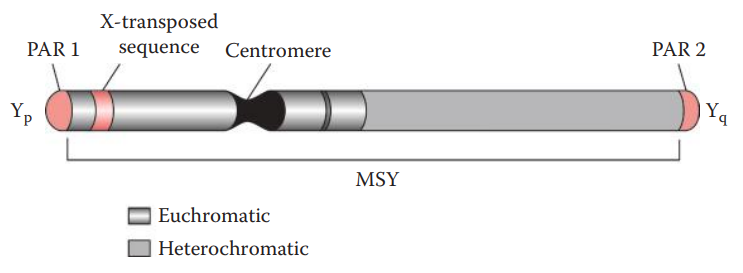 Human Y chromosome structure. 