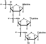 <ul><li><p>The formation of phosphodiester bonds between C3 of one sugar, to C5 of the next sugar.</p></li><li><p>It forms the primary structure</p></li><li><p>Gives 5’ to 3’ directionality to single stranded nucleic acids</p></li></ul><p></p>