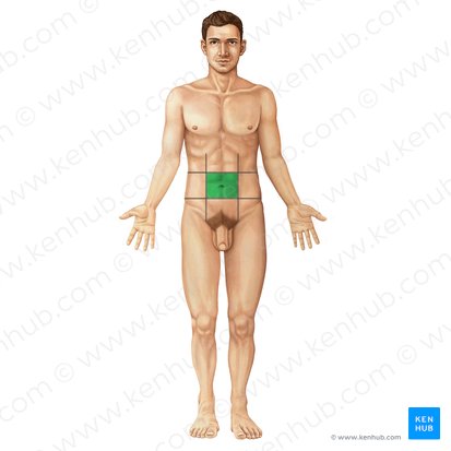 <p>The centermost region of the abdominopelvic region. </p>