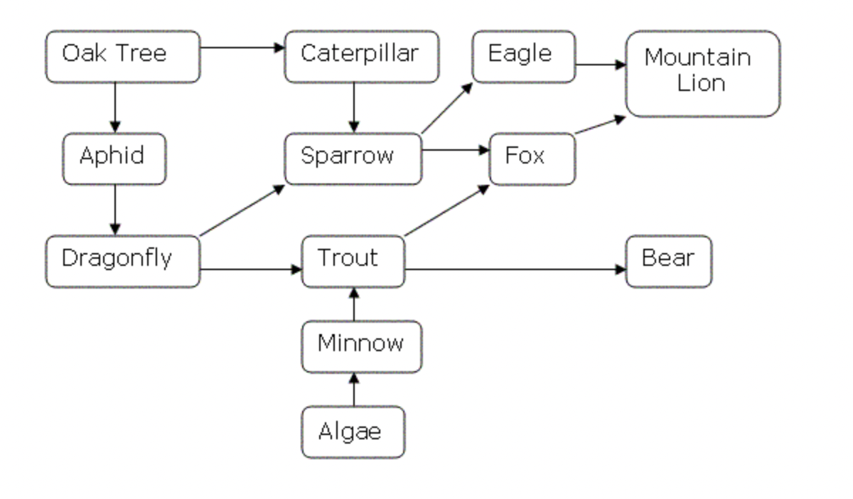 <p>Examine the food web below.</p><p>Which organisms in the food web are primary consumers?</p>