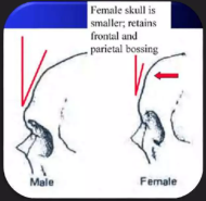 <p>males- slanted back and more sloping forehead; female- rounded</p>