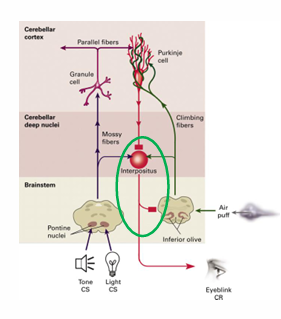 <p>NI niet alleen eyeblink genereert</p><p>inhibeert ook inferior olive!!</p><p></p><p>Na leren, productie CR <strong>inhibeert </strong>de inferior olive.</p><p><strong>Dus: activiteit inferior olive is: US – verwachte US</strong></p><p><strong>De prediction error!</strong></p>