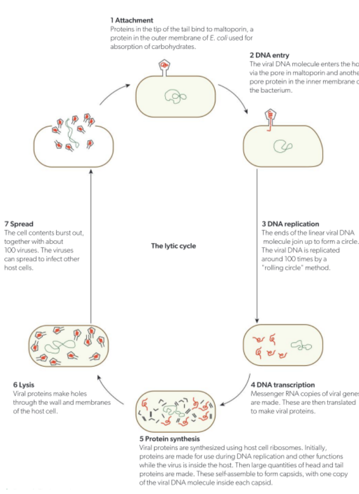 <ol><li><p><span style="background-color: transparent;"><strong><span>Attachment</span></strong></span></p><ol><li><p><span style="background-color: transparent;"><span>Proteins in the tip of the bacteriophage cell bind to </span><strong><span>maltoporin - </span></strong><span>protein in the outer membrane of E. coli for carbohydrate absorption </span></span></p></li></ol></li><li><p><span style="background-color: transparent;"><strong><span>DNA Entry</span></strong></span></p><ol><li><p><span style="background-color: transparent;"><span>Viral DNA molecule enters host cell via penetrated pores in the inner membrane</span></span></p></li></ol></li><li><p><span style="background-color: transparent;"><strong><span>DNA Replication</span></strong></span></p><ol><li><p><span style="background-color: transparent;"><span>Ends of the linear DNA molecule join to form circular DNA - this DNA is replicated around 100 times via ‘rolling circle’ method</span></span></p></li></ol></li><li><p><span style="background-color: transparent;"><strong><span>DNA Transcription</span></strong></span></p><ol><li><p><span style="background-color: transparent;"><span>Messenger RNA copies of the viral DNA is made → translated to the production of viral proteins</span></span></p></li></ol></li><li><p><span style="background-color: transparent;"><strong><span>Protein Synthesis</span></strong></span></p><ol><li><p><span style="background-color: transparent;"><span>Viral proteins are made using </span><strong><span>host cell </span></strong><span>ribosomes → large quantities of proteins self-assemble into capsids</span></span></p></li></ol></li><li><p><span style="background-color: transparent;"><strong><span>Lysis </span></strong></span></p><ol><li><p><span style="background-color: transparent;"><span>Viral proteins make holes through the walls/membrane of the host cell</span></span></p></li></ol></li><li><p><span style="background-color: transparent;"><strong><span>Spread</span></strong></span></p><ol><li><p><span style="background-color: transparent;"><span>Cell contents burst - with around 100 viruses. These viruses spread to infect other host cells</span></span></p></li></ol></li></ol><p></p>