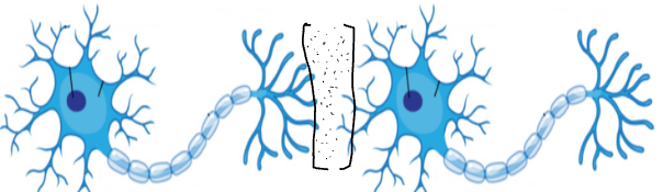 <p>Take one neuron to the next</p>