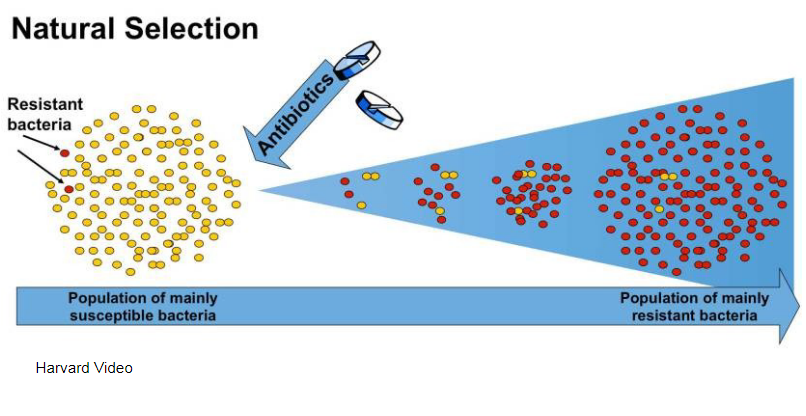 Natural Selection and the evolution of antibiotic
resistance