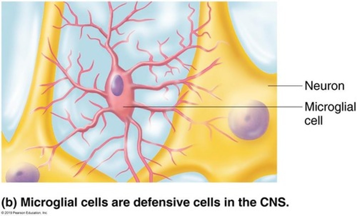 <p>Microglia are the immune cells of the CNS.</p>