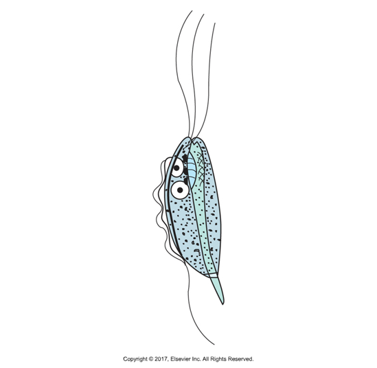 <p>Pear or bullet shaped</p>