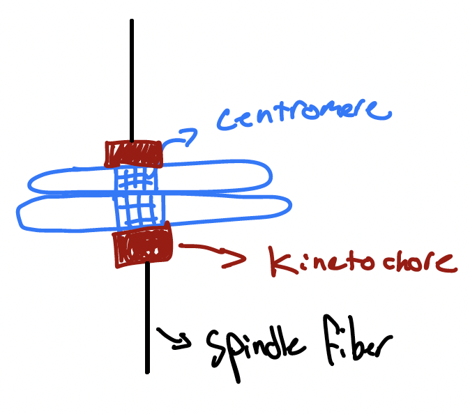 <p>Kinetochore</p>