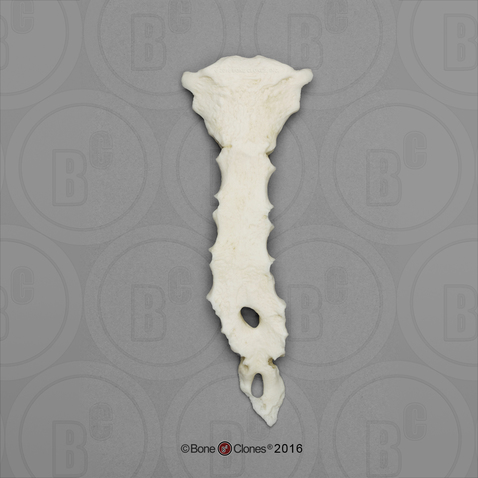 <p>Identify the bone in the image</p>