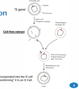 <p>S cell heated to kill, fragments released as extract</p><p>extract is mixed with live R cells, R &gt; S via transformation</p>