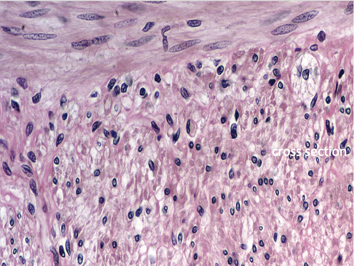 <p>What tissue does this cross-section show?</p>