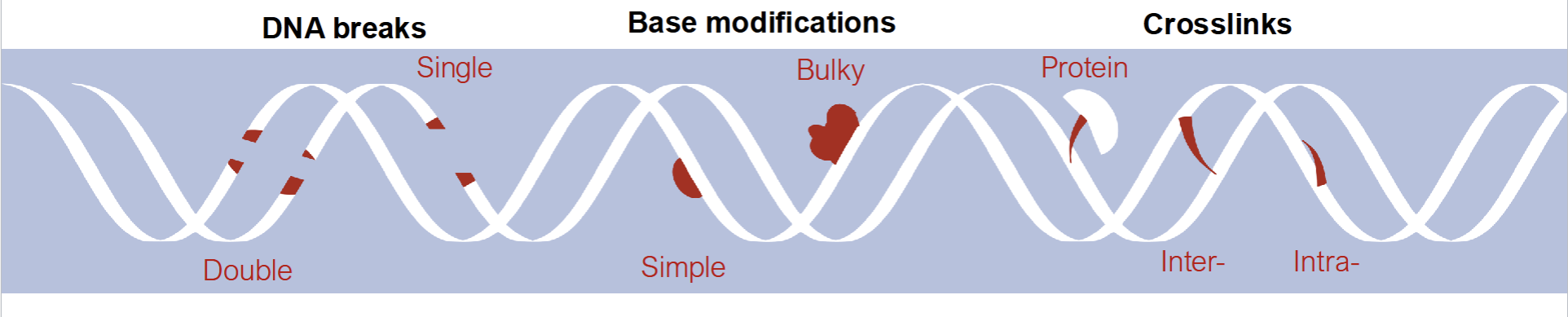 <p>Exogenous Cause</p><ul><li><p>UV</p></li><li><p>Irradiation</p></li><li><p>Tabacoo</p></li><li><p>Industrial pollutatns</p></li></ul><p>Endogenous Cause</p><ul><li><p>Reactive Oxygen Species</p></li><li><p>Errors in DNA replication</p></li></ul><p></p>