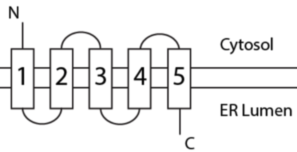 <p>Practice Question</p><p><span>#3 is a start- or stop- transfer sequence?</span></p>