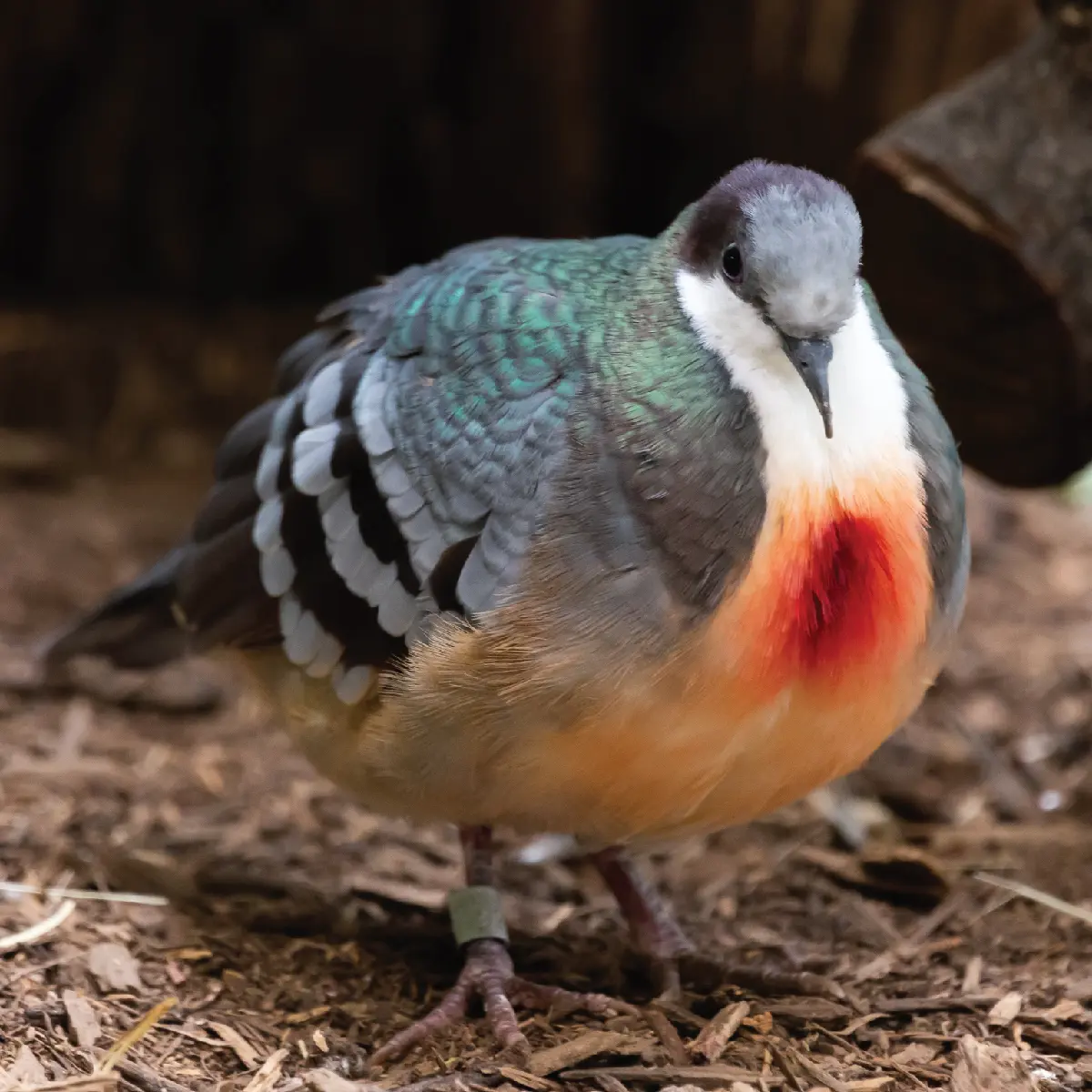 knowt flashcard image