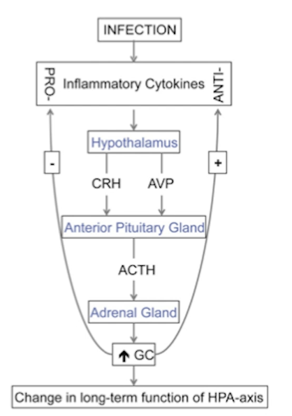 <p>Il-6 / CRH neuron synergy is <strong>critical</strong> for <strong>stress response</strong> to <strong>inflammation</strong>.</p><ul><li><p>during immune response immune cells produce IL-6</p></li><li><p>IL-6 cross the BBB and actives CRH neurons in the PVN</p></li><li><p>IL-6 not only activates them but also enhances their sensitivity</p></li><li><p>this creates a +’ve feedback loop responding with stress to inflammation</p></li></ul><p>Role of ADH:</p><ul><li><p>CRH neurons co-release ADH as well</p></li><li><p>ADH enhances action of CRH on production of ACTH</p></li><li><p>note that IL-6 (and other cytokines) cause vasodilation</p></li><li><p>ADH can counteract that by constricting blood vessels systemically (restoring BP) while at the site of infection IL-6 will keep blood vessels dilated</p></li></ul><p>Note that normally AVP is produced by magnocellular neurons in the PVN in response to the stimulation by neuronas in the circumventricular organs e.g. subfornical organ.</p>