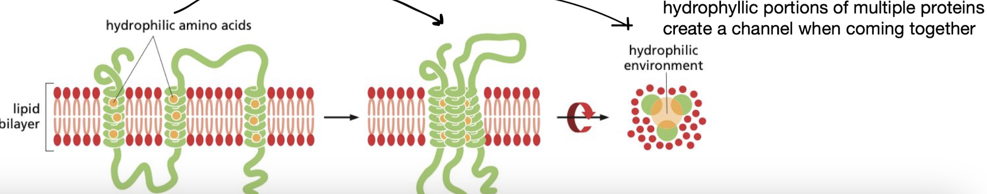 <p>True. proteins can interact with each other via strong non-covalent forces to form channels that allow for many important cellular processes</p>