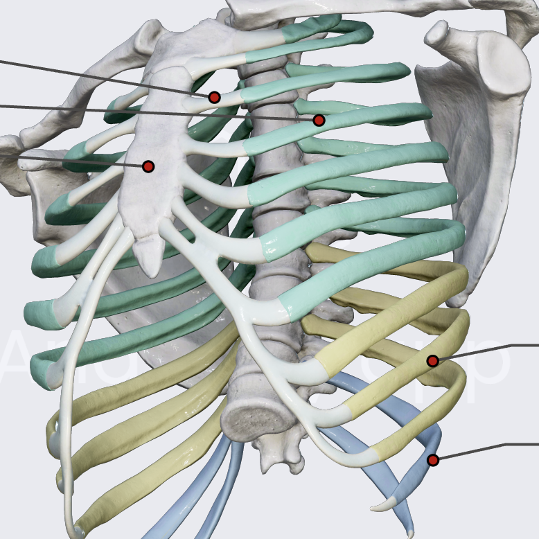 <p>connected to the last true rib through costal cartilage (8-10)</p>