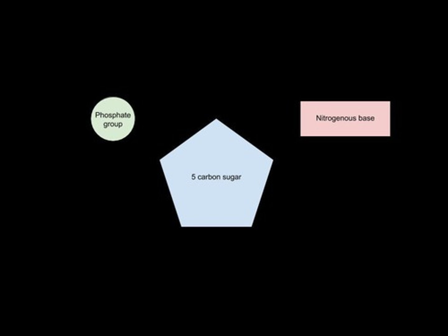 <p>The basic building block of nucleic acids.</p>