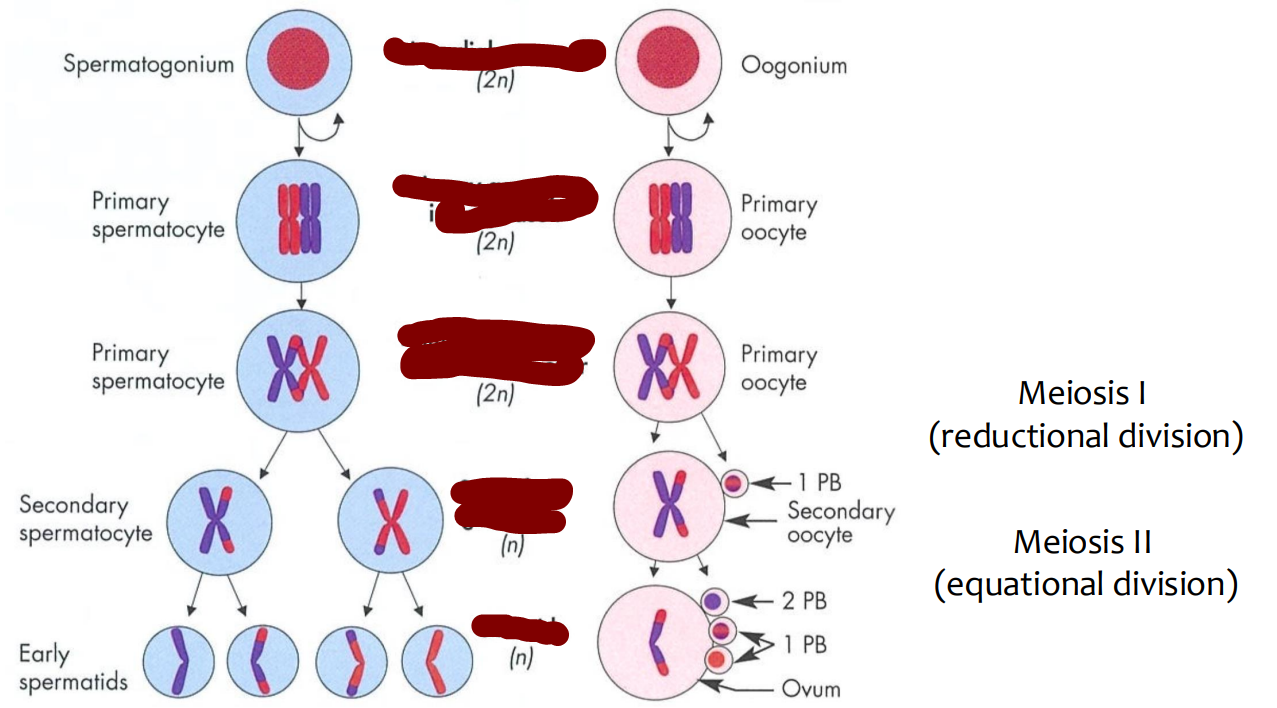 <p>gametogenesis</p>