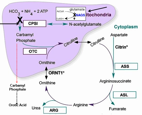 <p>NAGS and CPS1 Deficiency</p>