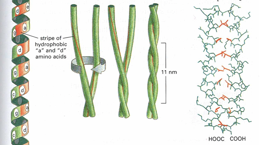 <ul><li><p>Arise when two alpha helices have hydrophobic amino acids at every 4th position</p></li><li><p>2 helices wrap around each other to avoid water</p></li><li><p>Very stable structure that shows up in hair and feathers (keratin protein)</p></li><li><p>If 2 helices from the same structure, will have a loop, tertiary structure</p></li><li><p>If 2 helices from different structures, no loop, quaternary structure</p></li></ul>