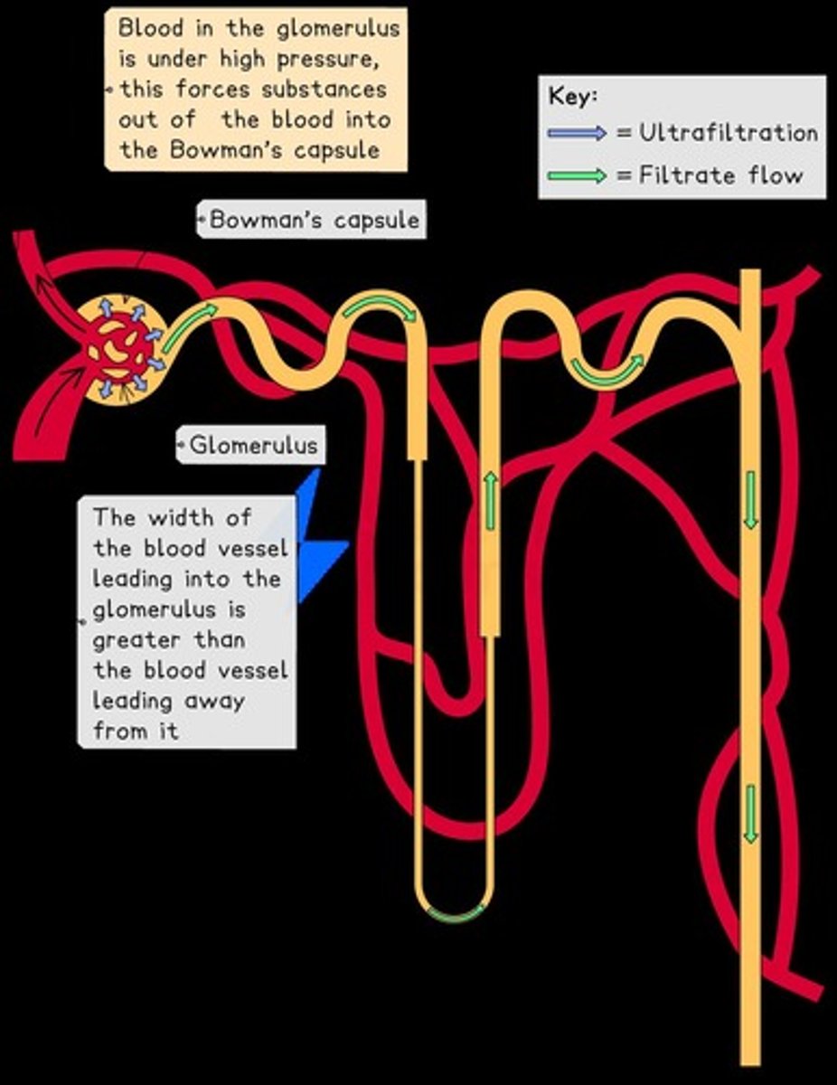 <p>In the glomerulus.</p>