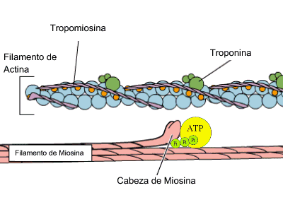 <p>complexo regulador dos filamentos de actina: Ca²⁺ liga-se à troponina, que desloca a tropomiosina, expondo os sítios de ligação da miosina na actina</p>