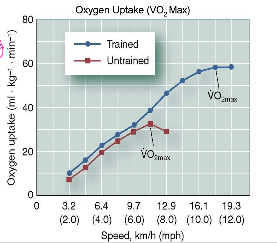 <p>Effects of aerobic exercise on metabolism (graph)</p>