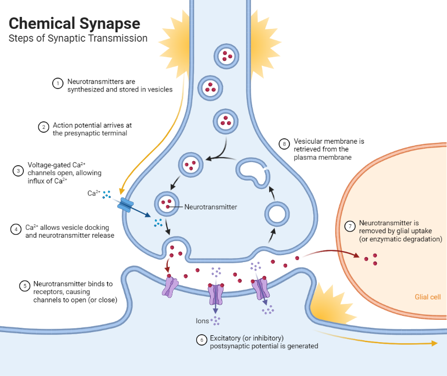 <p>After the neurotransmitter is released from fused vesicles into the synaptic cleft, it binds with <u>protein receptors</u> on the postsynaptic neuron membrane. </p><p>This binding opens <strong>ligand-gated ion channels</strong>, and Na<sup>+</sup> diffuses into the neuron. </p><p>As Na+ diffuses into the neuron, it becomes <u>depolarized</u> until it reaches the threshold potential, and an <strong>action potential</strong> is initiated to move down the postsynaptic neuron. </p><p>In the synaptic cleft, neurotransmitters are released from the synaptic cleft. Ion channels are closed to Na<sup>+</sup> ions, neurotransmitters are degraded by enzymes, and neurotransmitter fragments diffuse back across synaptic cleft to be reassembled in the terminal buttons. </p>